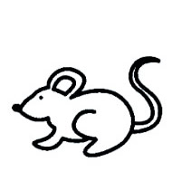 Rat